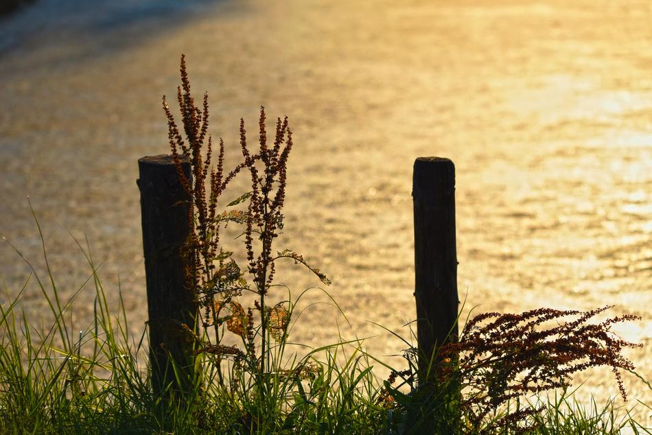 silhouettes of vegetation on the shore at sunset