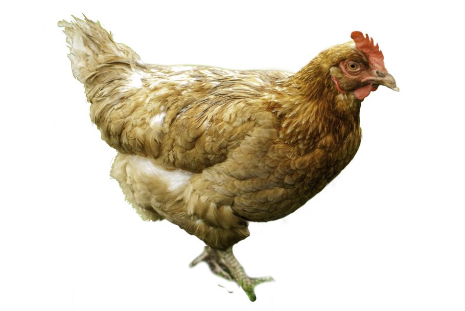 hen cut poultry