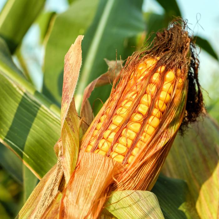 Corn On The Cob gold
