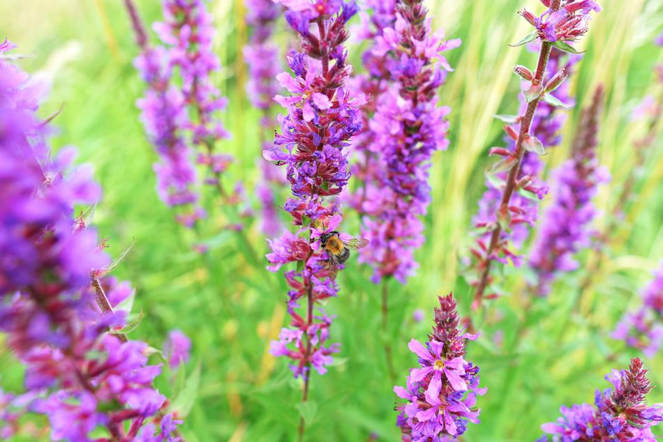 absolutely beautiful Purple Loosestrife Flower