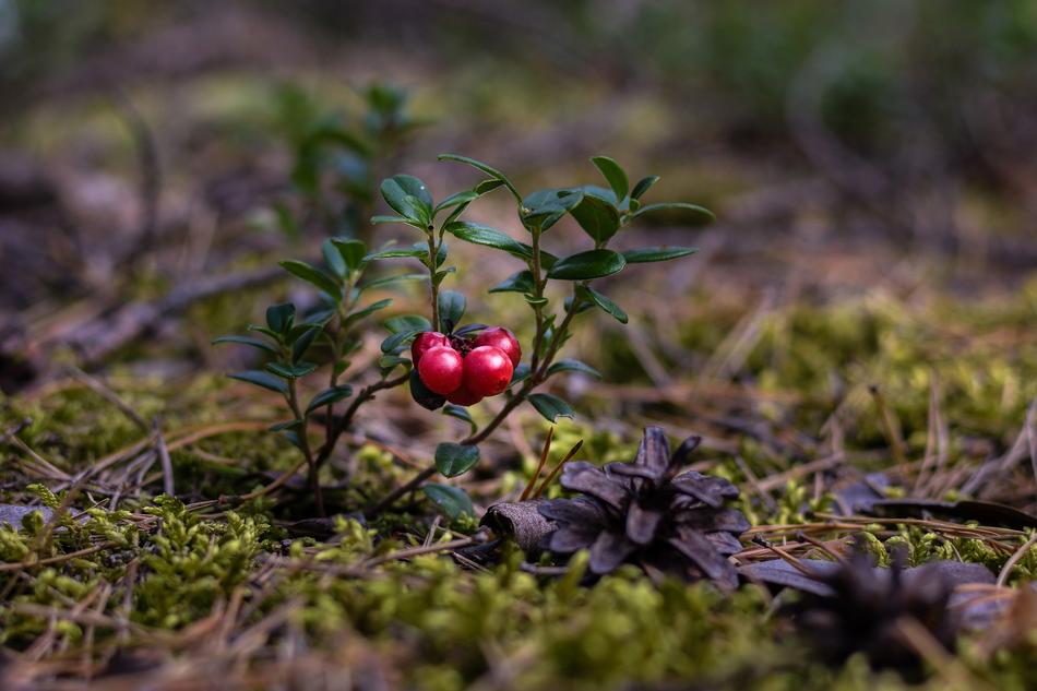 Cranberries in Forest