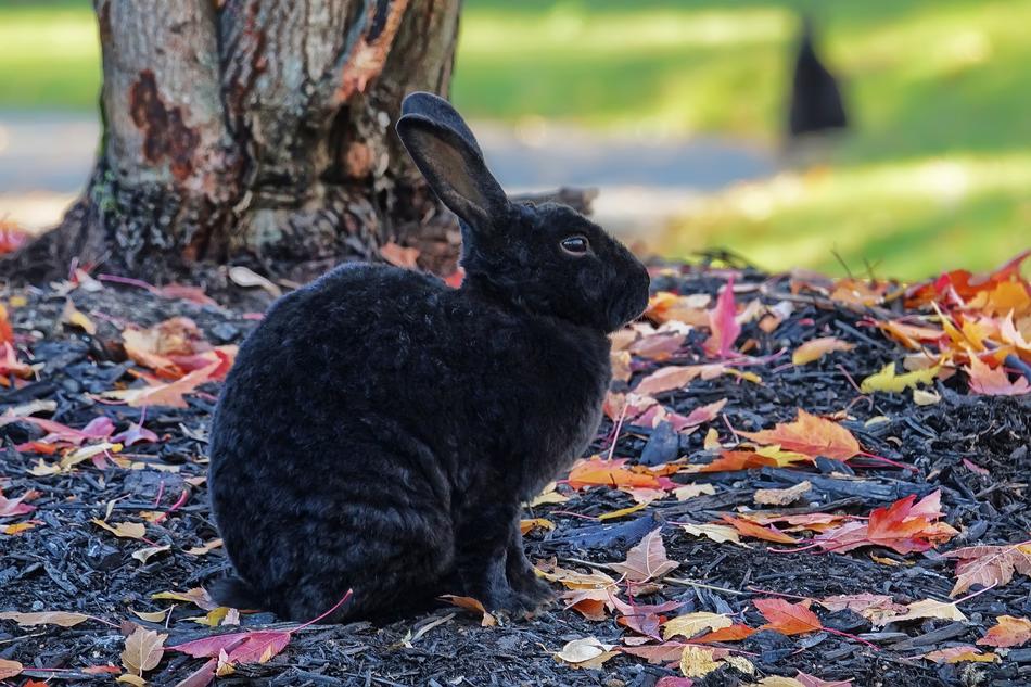 black rabbit on dry leaves on a blurred background