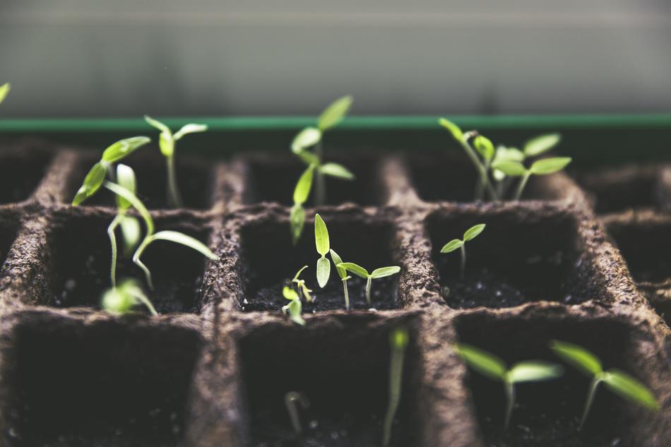 Plant Breeding Fruit