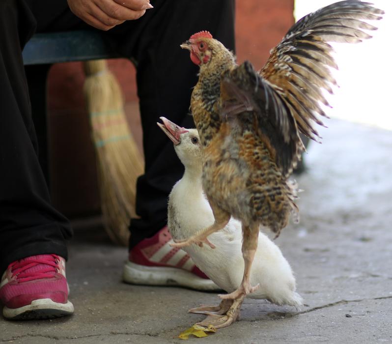 Rate and Chicken