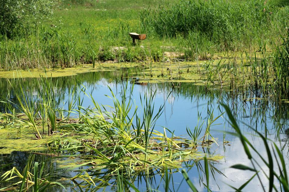 Pond Over Water