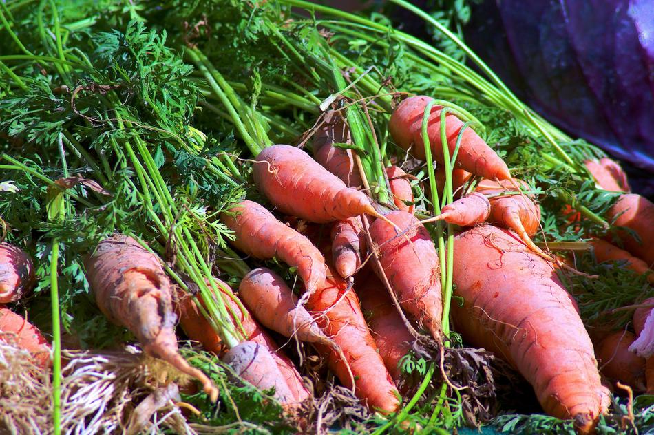 Carrots Jackson Hole