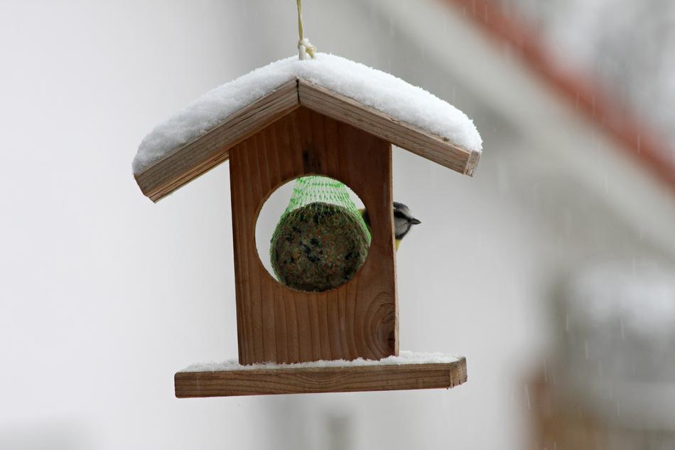 tit in feeder in winter