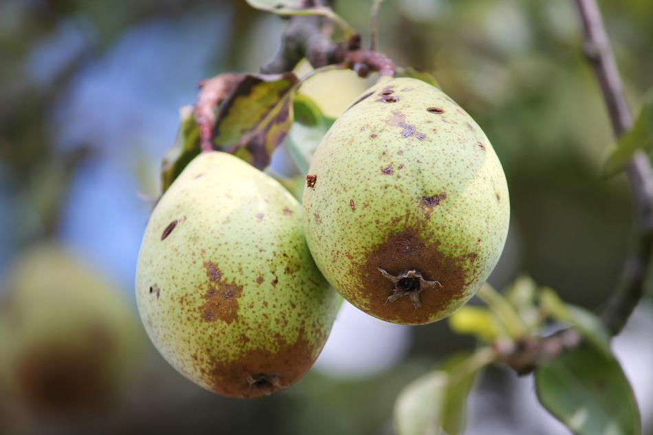 Fruit Pyrus