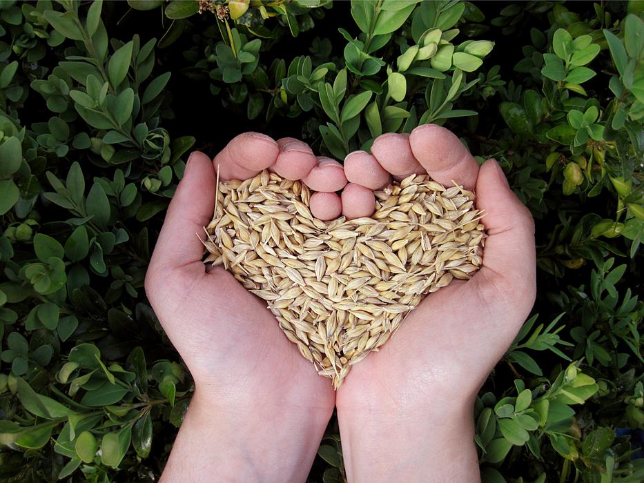 Heart Hands seeds