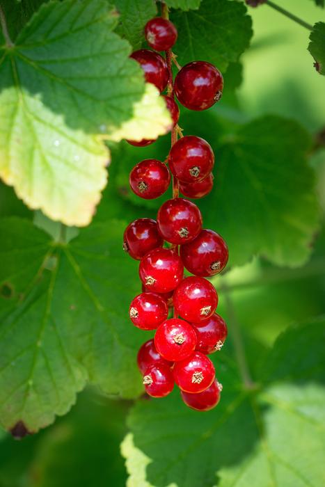 juicy Red Currants