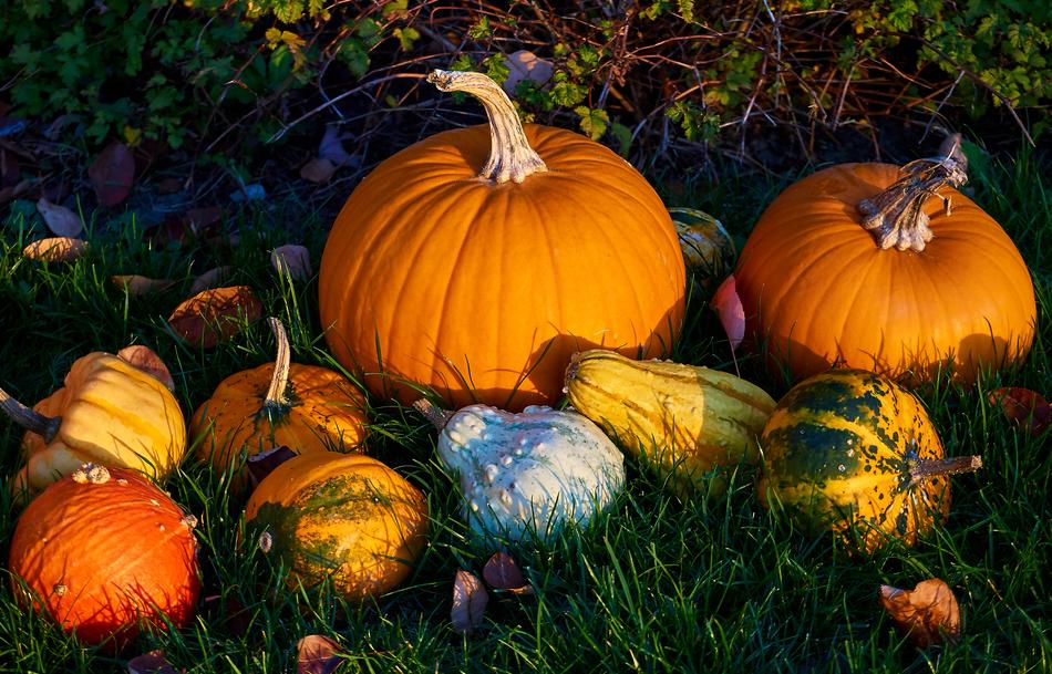 Decoration of juicy Pumpkins at Autumn