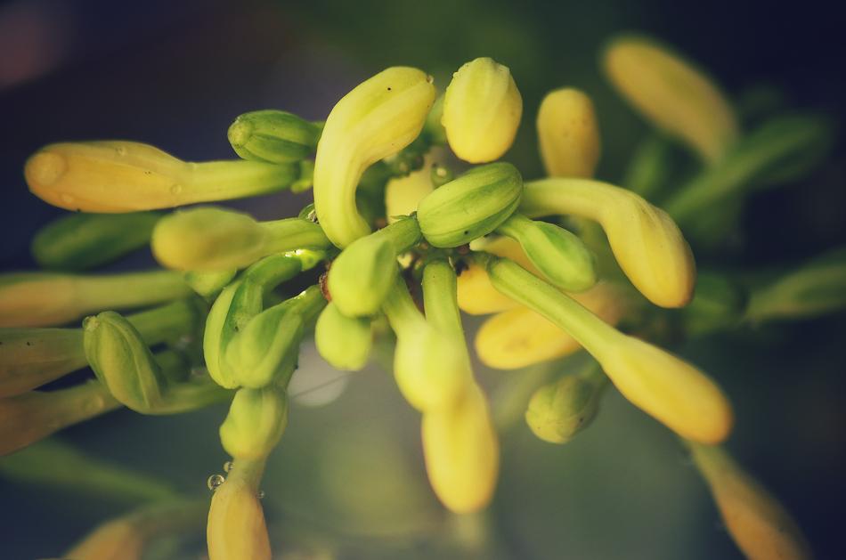yellow papaya buds