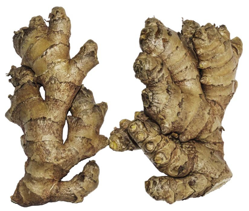 Ginger Rhizome
