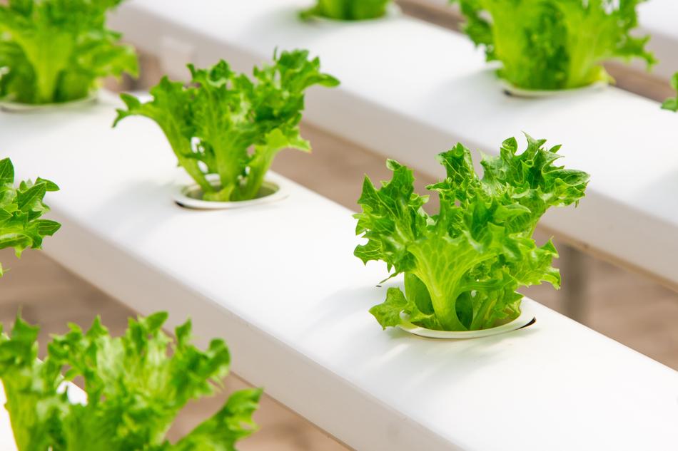 Greenhouse Organic herb