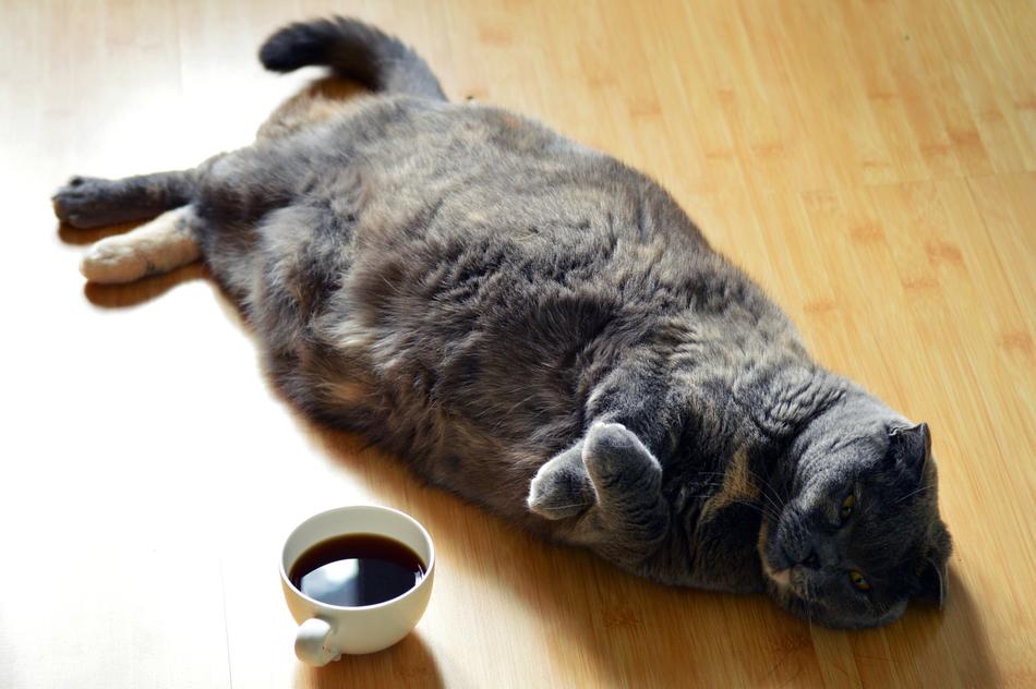 Cat and Dark Coffee