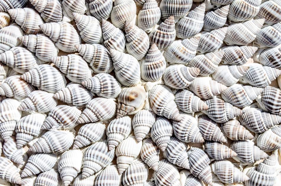 Abstract beach Animals