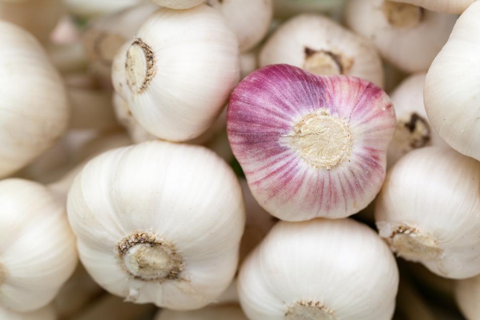 harvest garlic on blurred background