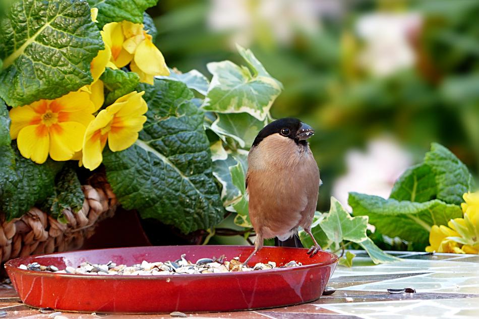Bullfinch feeding from plate in garden
