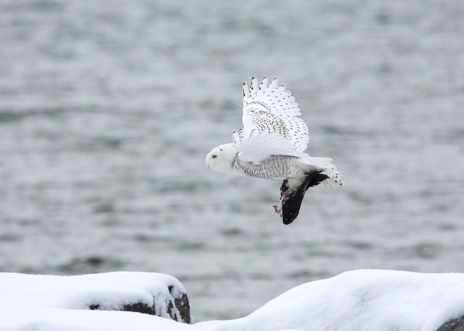 white Owl in flight above sea