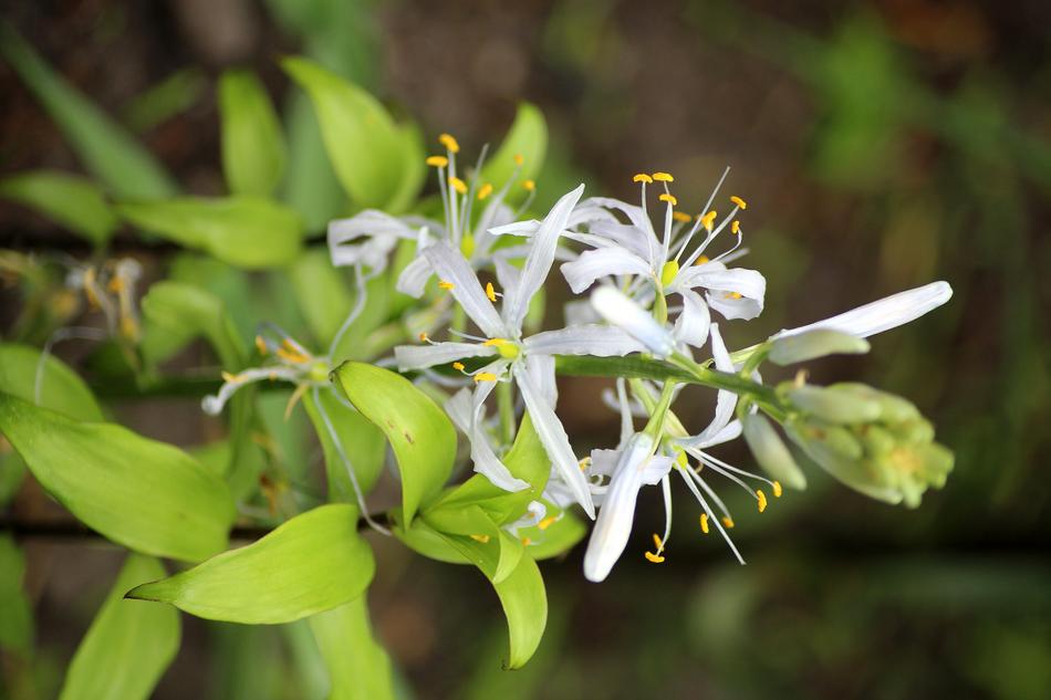 Macro picture of White Flowers in a garden