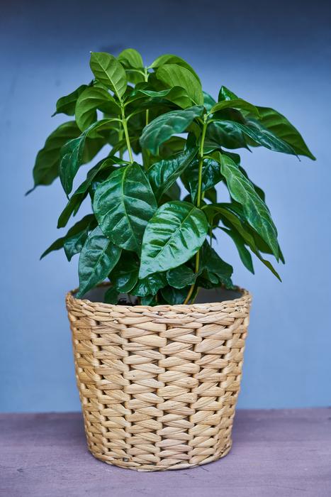 Flowerpot Plant Green