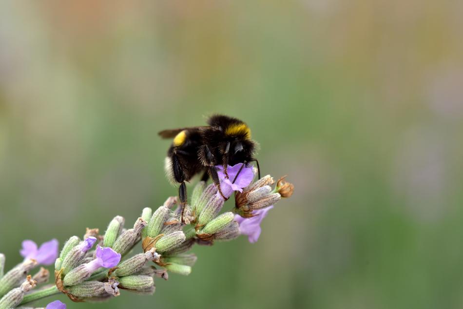 Hummel Lavender