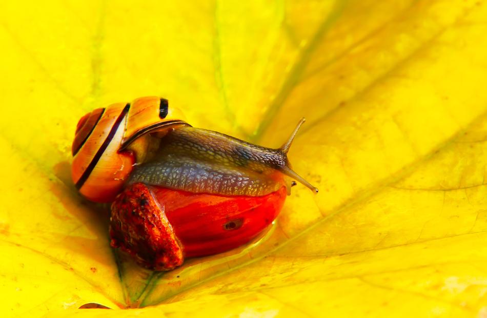acorn and snail