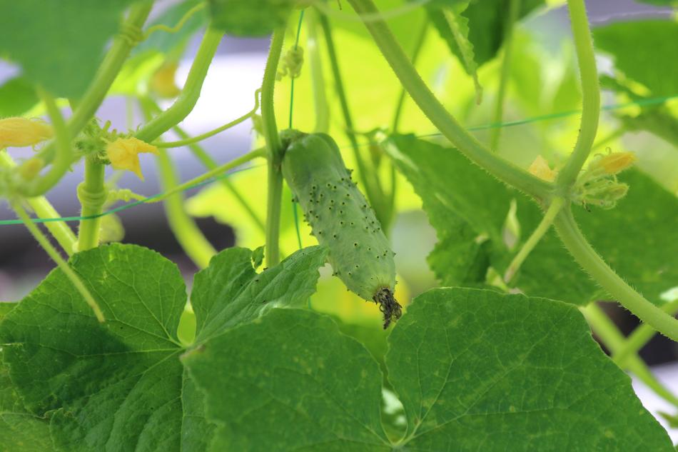 Little new Cucumbers on plant