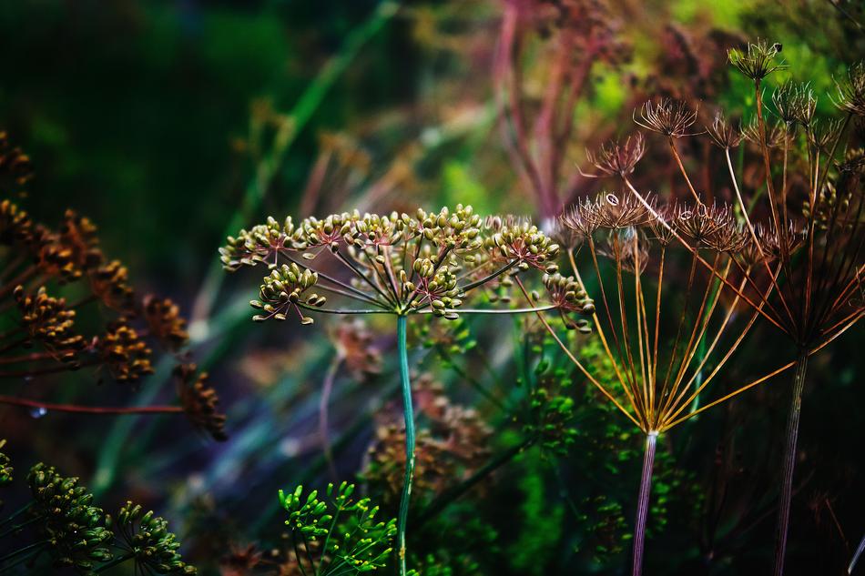 seed heads of Dill in garden