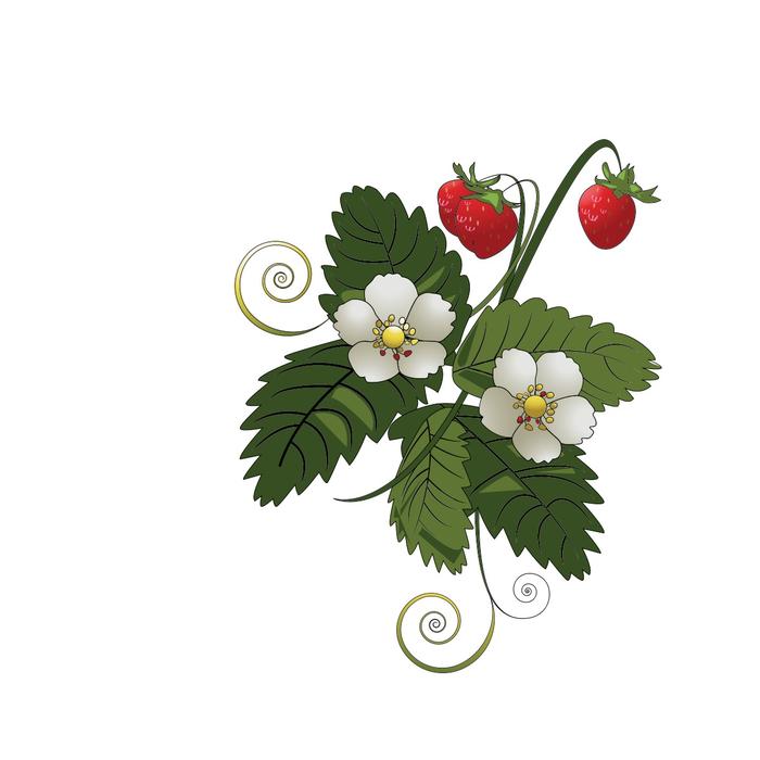 painted strawberries on a white background