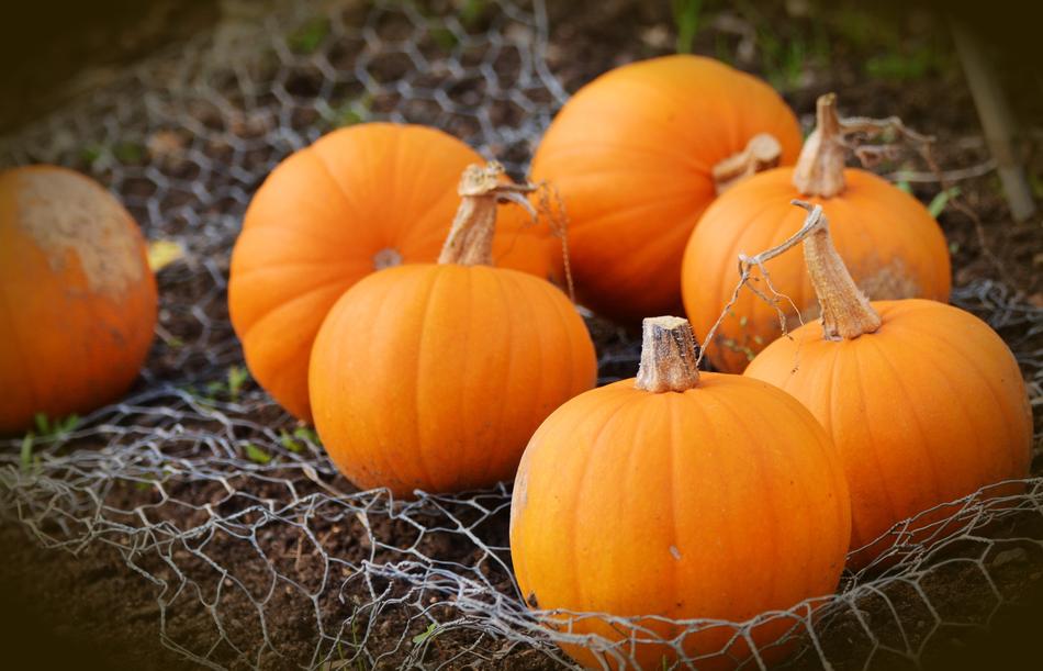 orange color Pumpkins on fishing net