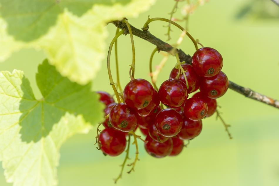 perfect Currant Red