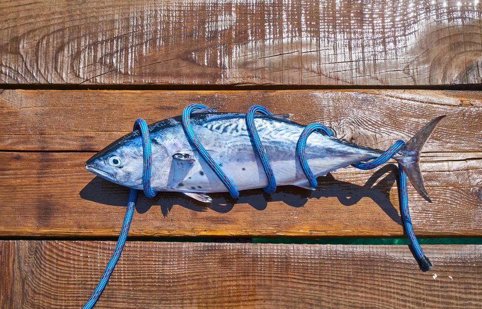 juicy Fresh Catch