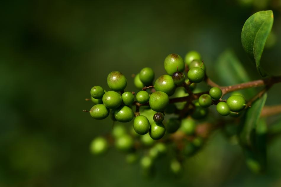 Berry Green