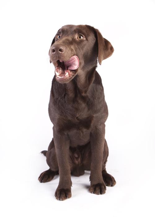 photo of a brown labrador who licks after eating