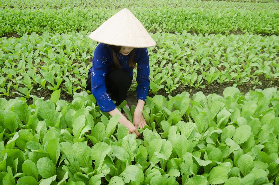 asian woman works on field with mustard Greens