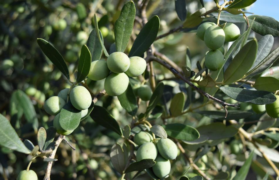 Olives Trees green