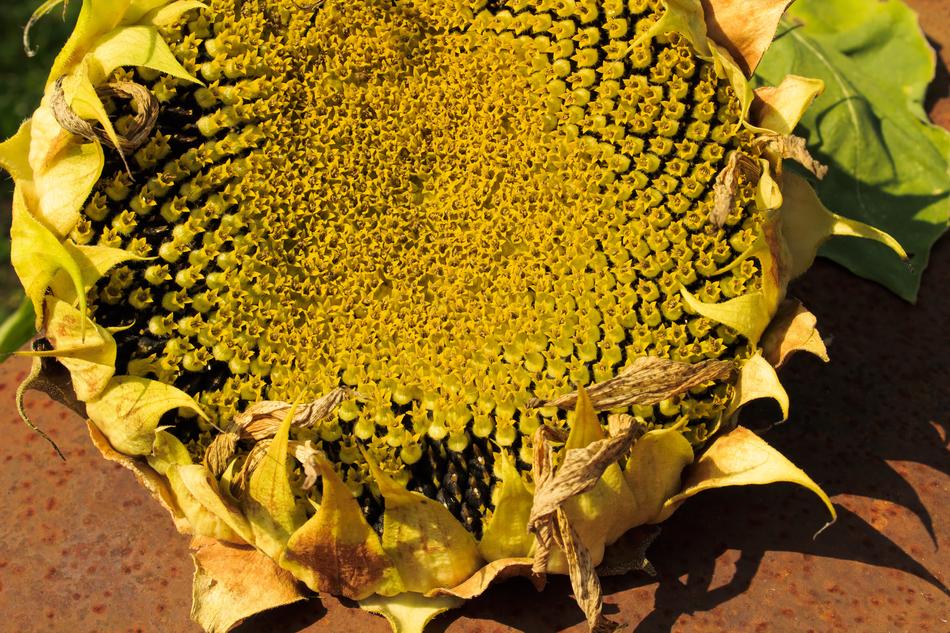 Sunflower Food