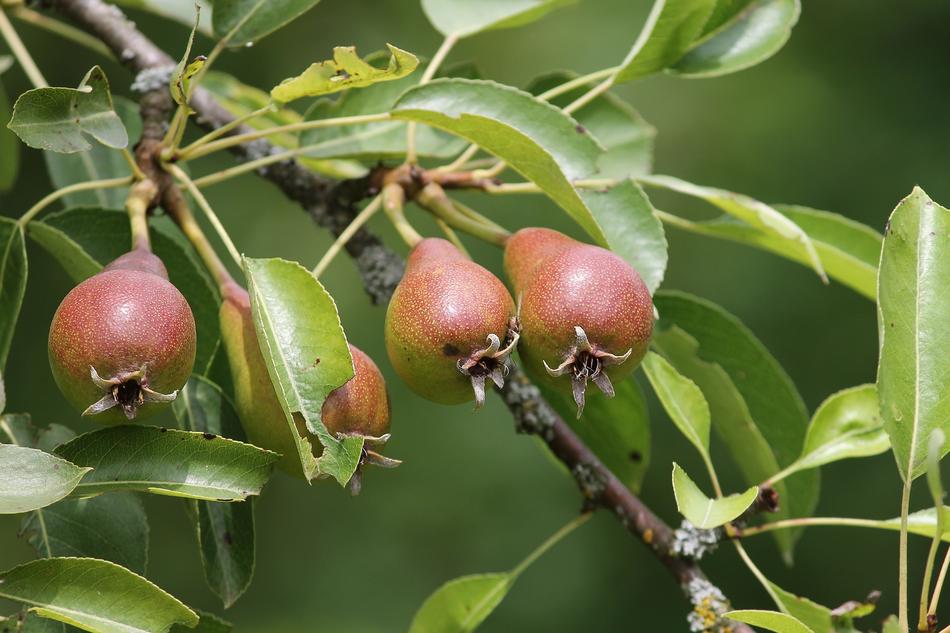 Pears or Pyrus