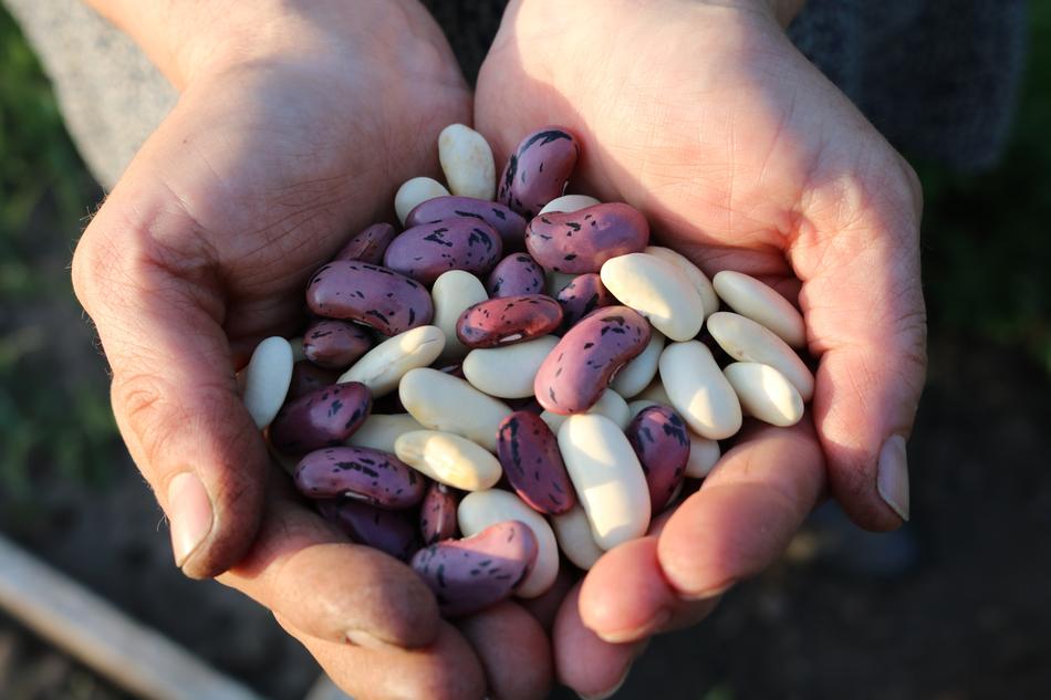 Beans in male hands close-up on blurred background