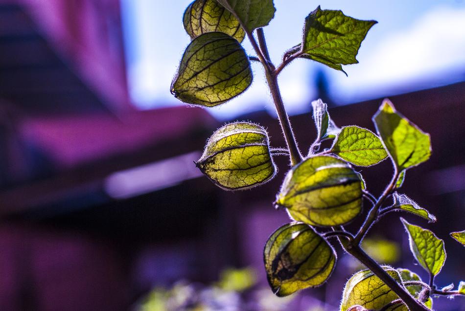 green physalis boxes