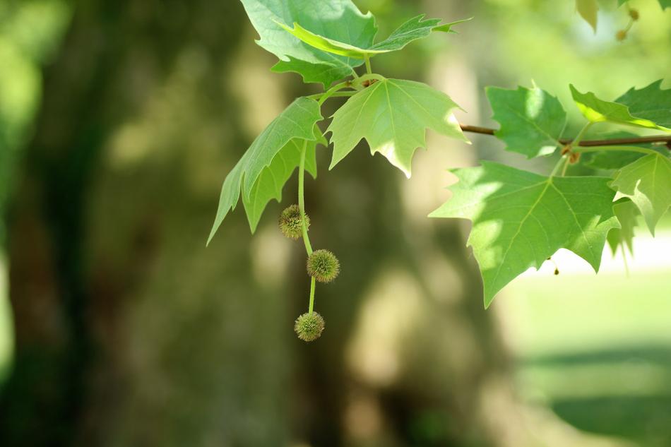 fruits of sycamore close-up on a blurred background