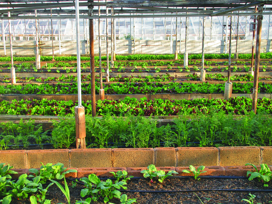 Green agriculture in urban farm