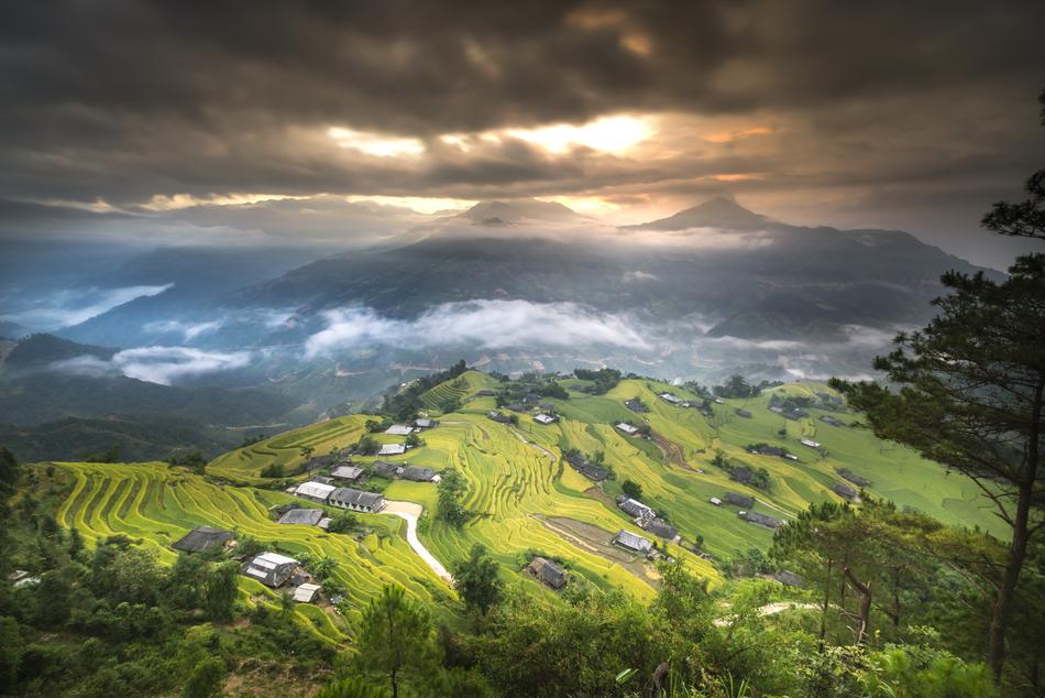 green Rice Field and sky