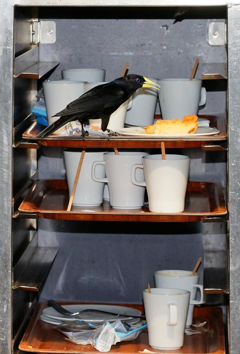 Bird Funny and cups