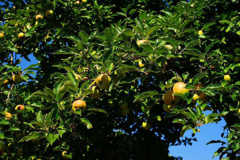 harvest of delicious yellow apples in the garden