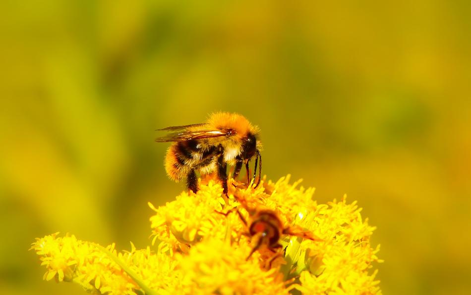 Bumblebee Ore Flower
