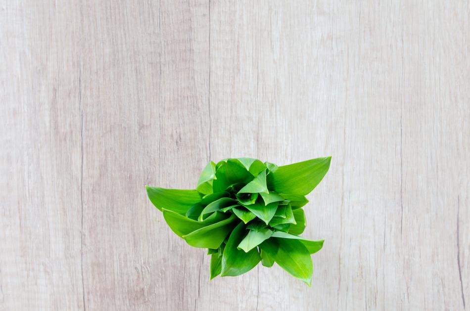 leaves of bear garlic on the table in the kitchen