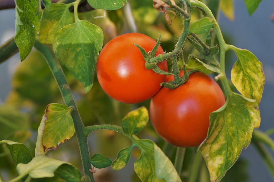 two Paradise Apple Tomatoes on plant