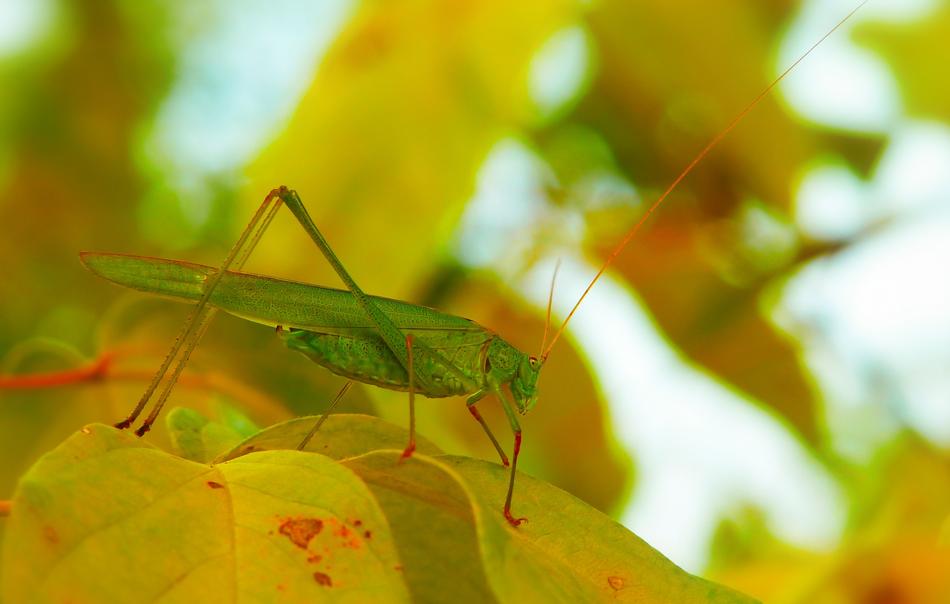 insect on yellow leaves on blurred background